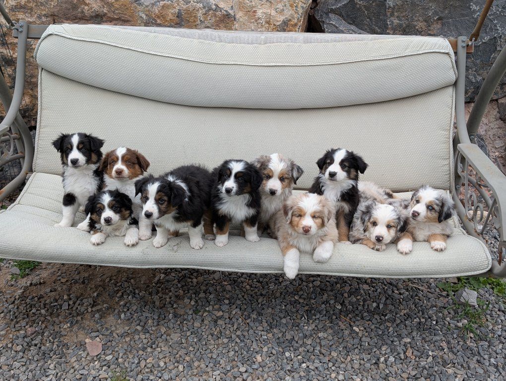 ASDR Mini Aussie Miniature Australian Shepherd