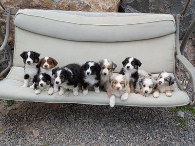 ASDR Mini Aussie Miniature Australian Shepherd