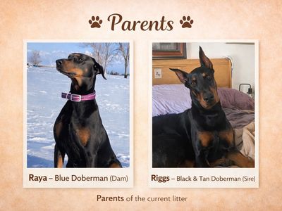 Doberman Puppies Ready Now only A Couple Left