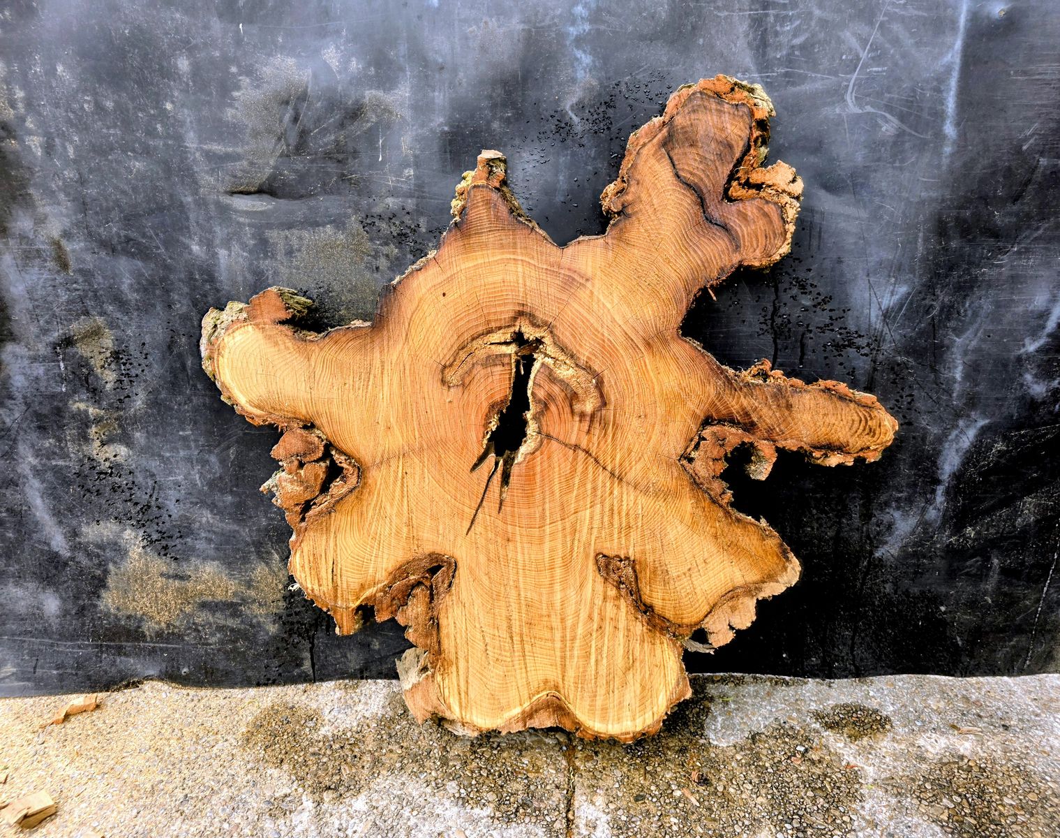 Black Locust stump/root wood Slab 40"×40×38" 3" thick
