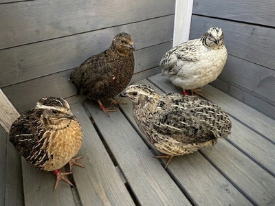 10 Week Male Coturnix Cortex Quail Quails