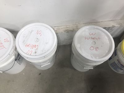 Wheat berries for Sale, New unopened