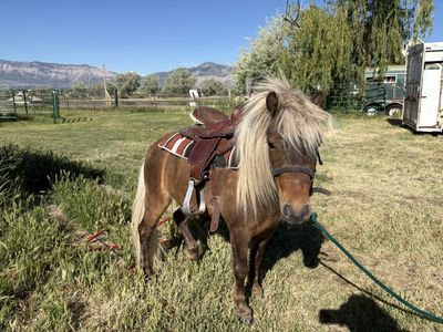 4 year old Gelding Mini/Shetland Pony