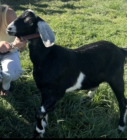 Nubian Goats