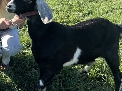 Nubian Goats