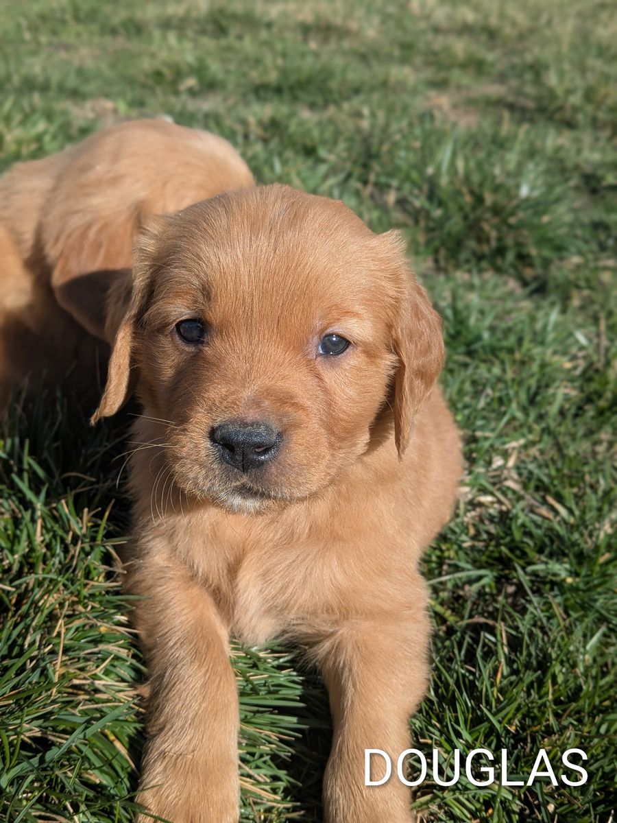 AKC Golden Retriever Puppies-Ready to Home Easter