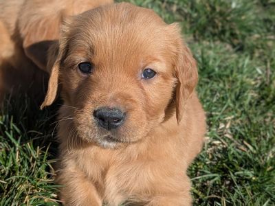 AKC Golden Retriever Puppies-Ready to Home Easter