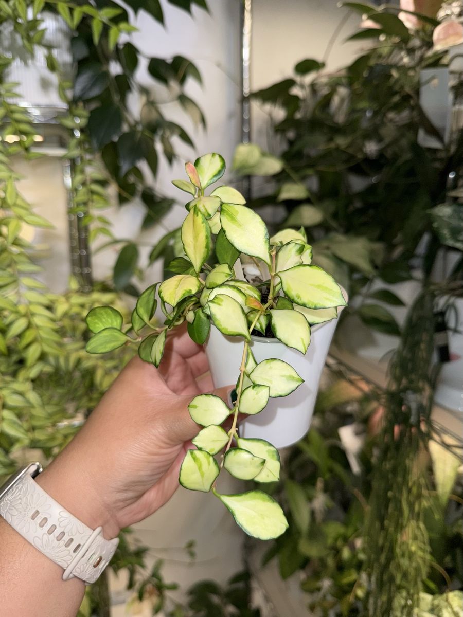Hoya heuschkeliana (inner variegated) - Plant