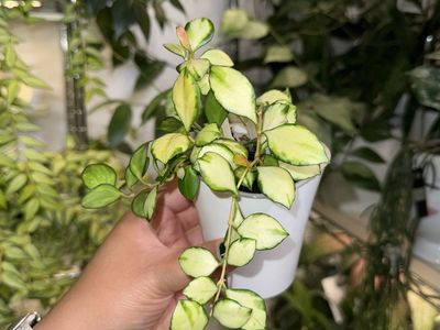 Hoya heuschkeliana (inner variegated) - Plant
