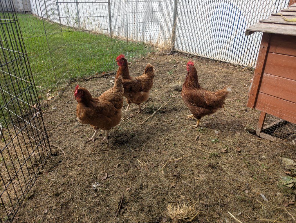3 golden sex link hens