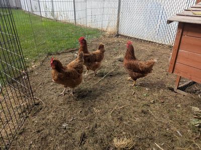 3 golden sex link hens