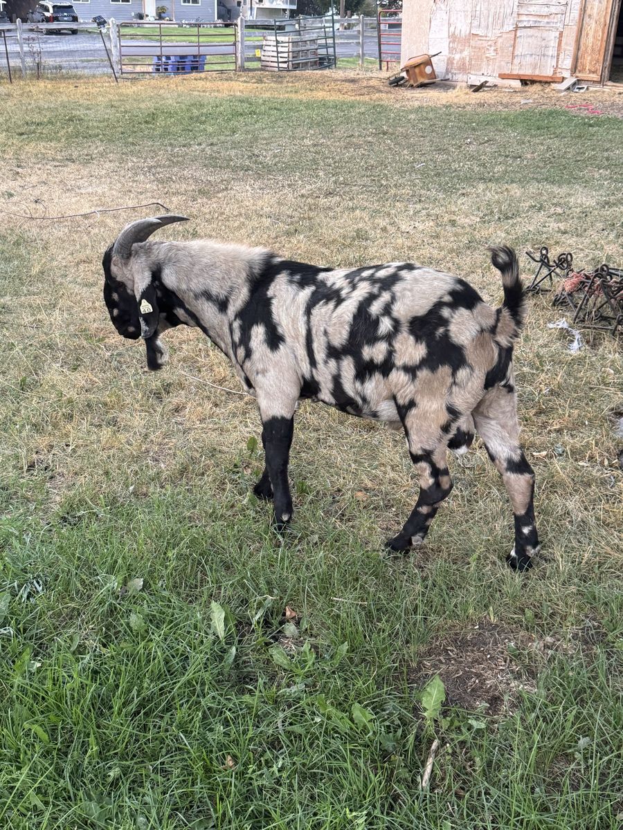 Dappled Black and Tan Buck Goat Billy for sale