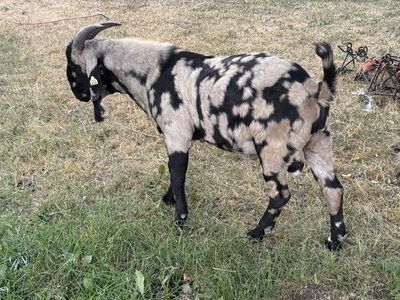 Dappled Black and Tan Buck Goat Billy for sale