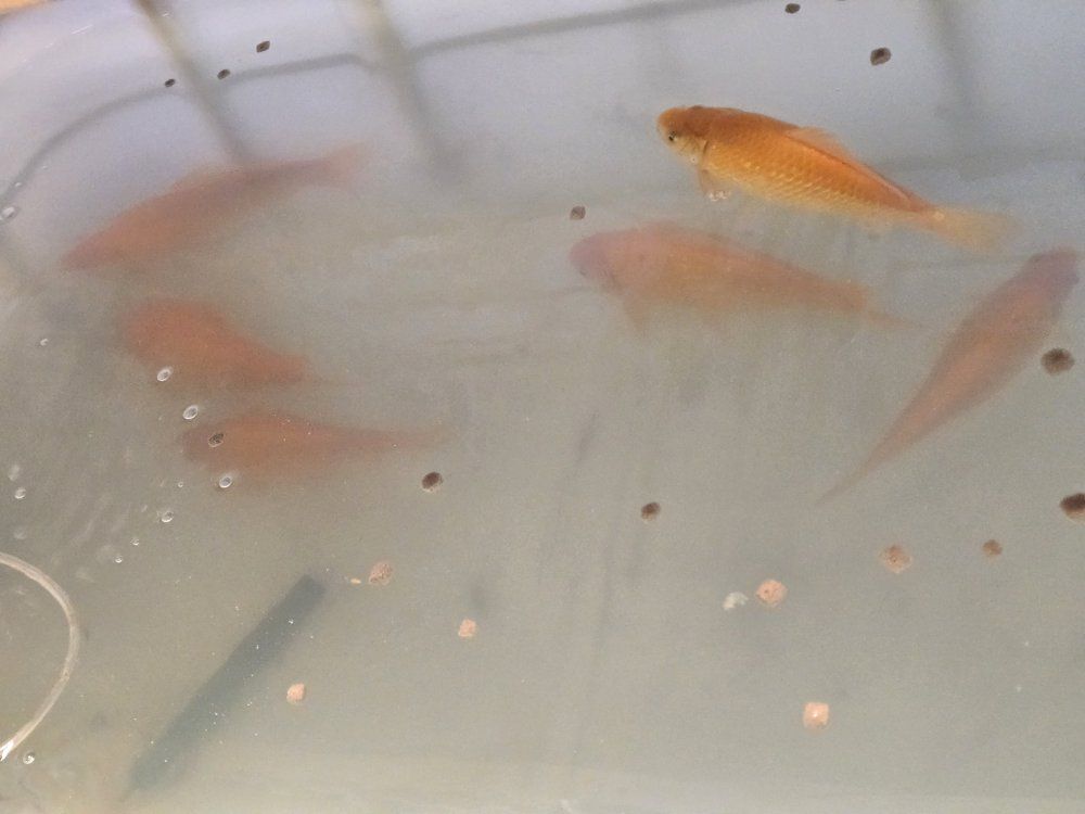 Pond Koi