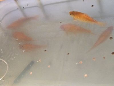 Pond Koi