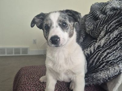 Corgi blue heeler(1 left)