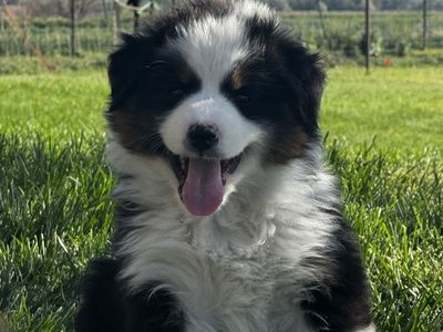 Australian Shepherd