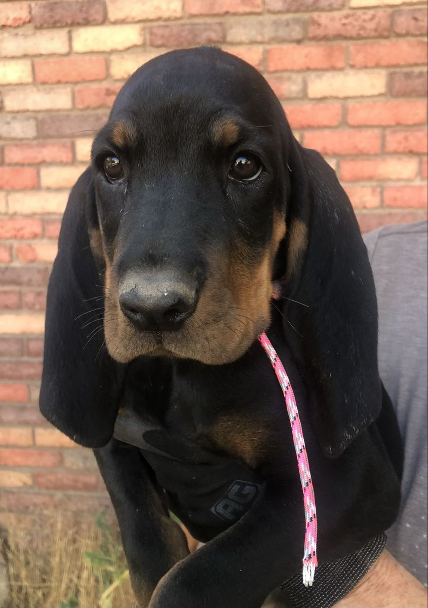 Black and Tan Hound Puppies