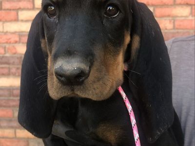 Black and Tan Hound Puppies
