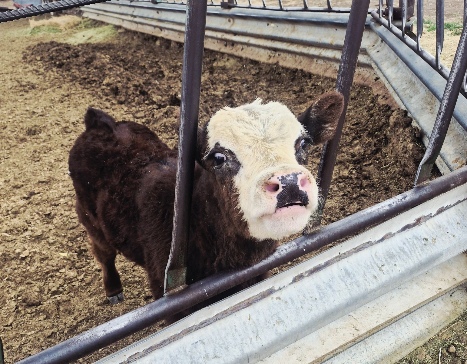 Steer calf
