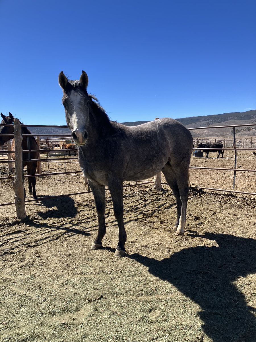 AQHA 2 year old grey gelding