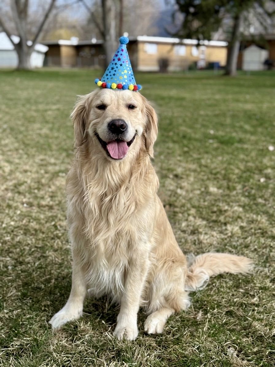 Proven AKC Golden Stud - OFA/DNA Clear