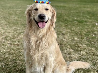 Proven AKC Golden Stud - OFA/DNA Clear