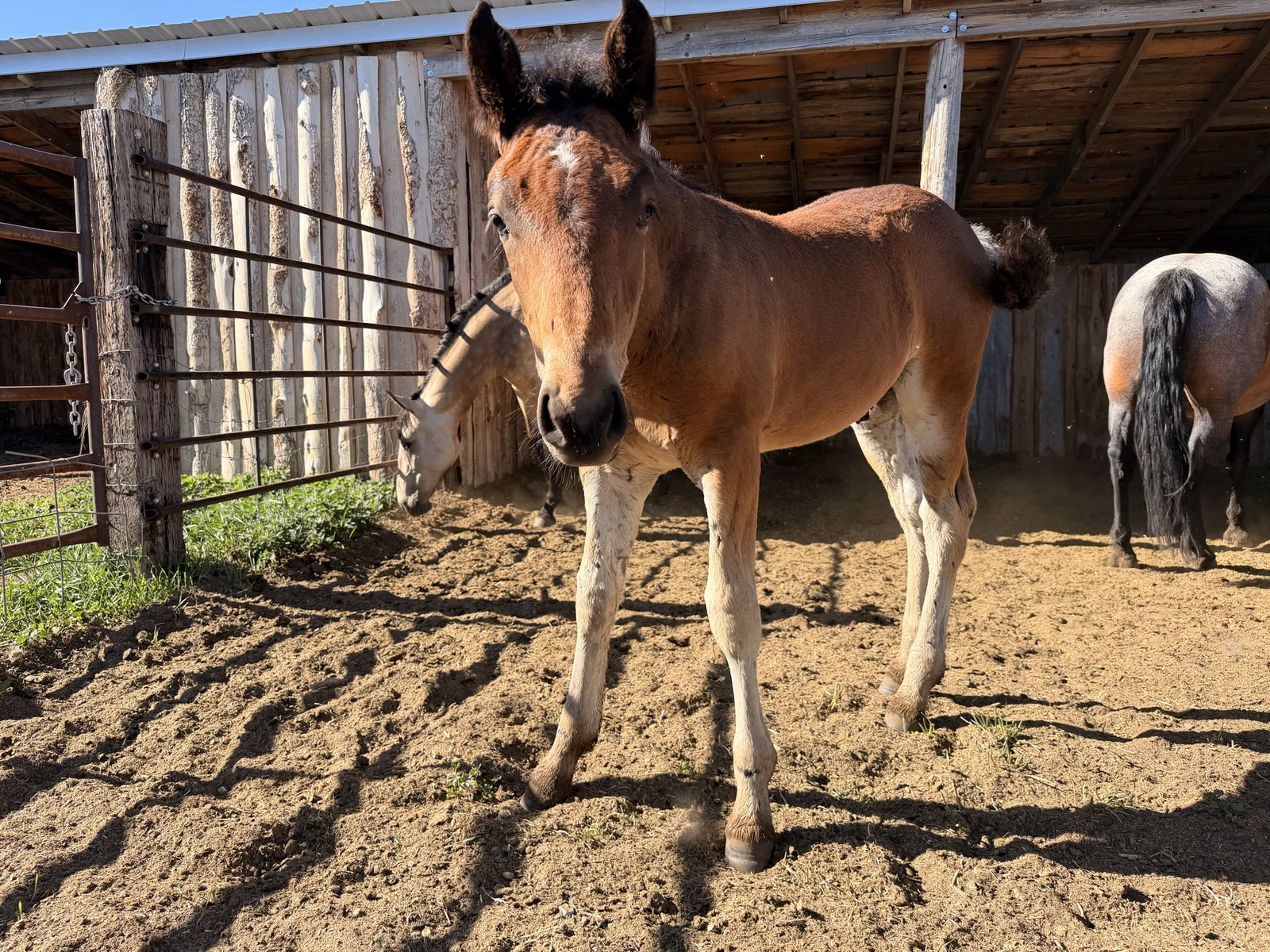 Half Draft Colt
