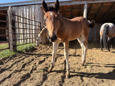 Half Draft Colt