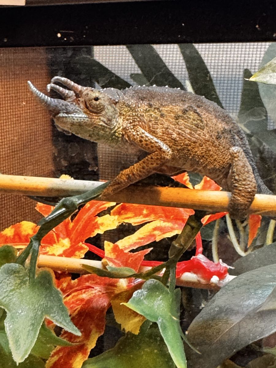 Juvenile Rainbow Jackson's Chameleon
