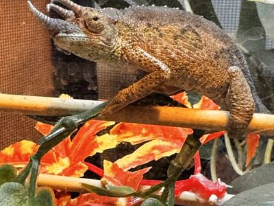 Juvenile Rainbow Jackson's Chameleon