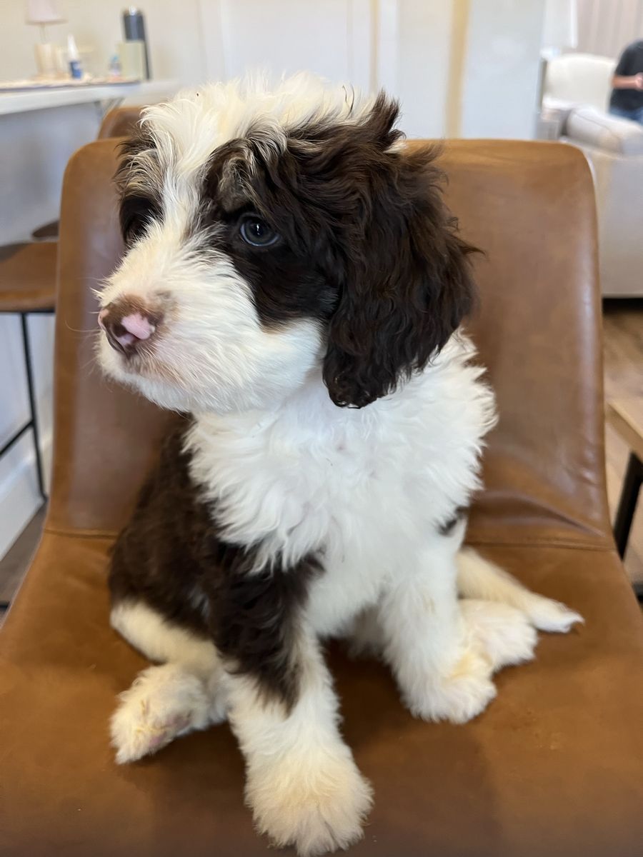 Bernedoodle puppies (F1B) REDUCED