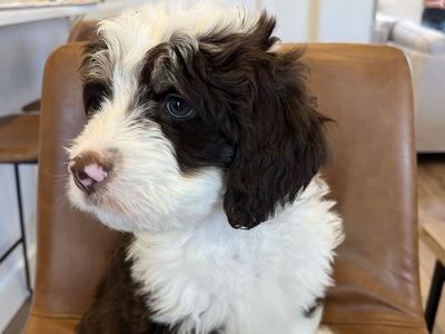 Bernedoodle puppies (F1B) REDUCED