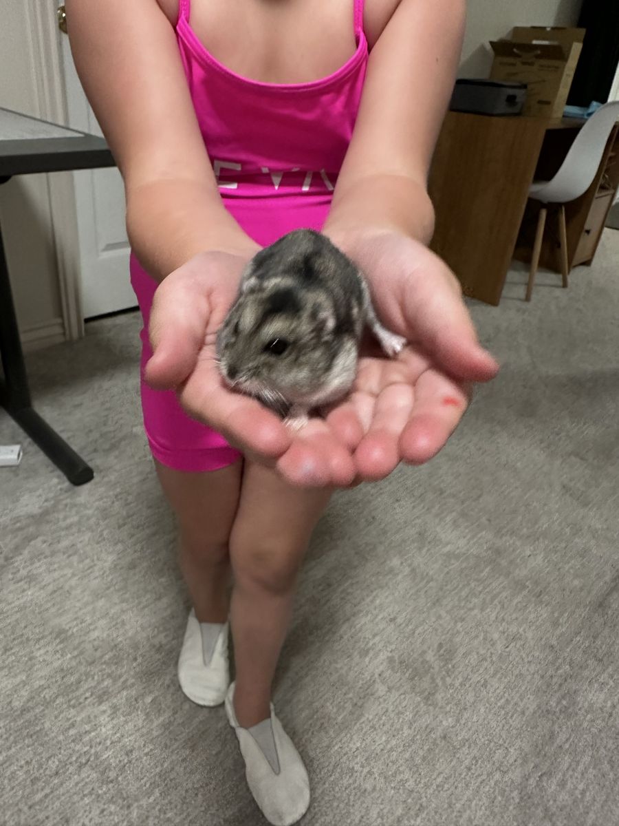 2 Adorable Dwarf Hamsters with Cage & Accessories - Hand-Raised & Sweet