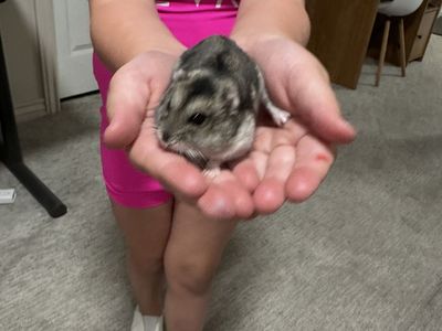 2 Adorable Dwarf Hamsters with Cage & Accessories - Hand-Raised & Sweet