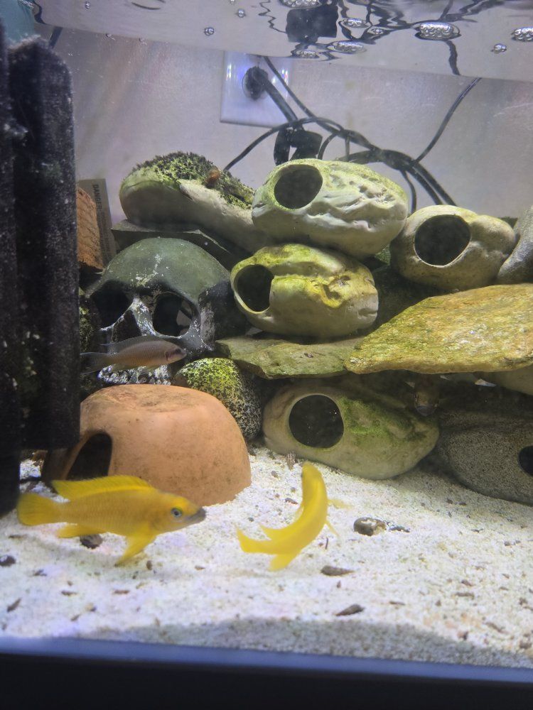Tanganika lake cichlid tank