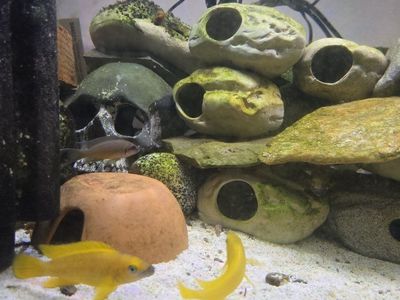 Tanganika lake cichlid tank