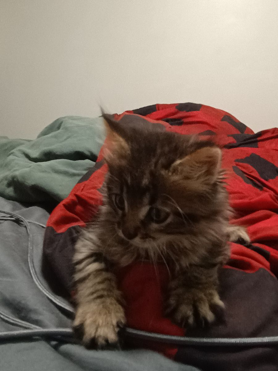 FREE Kittens