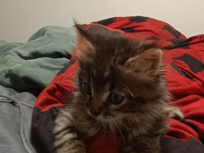 FREE Kittens