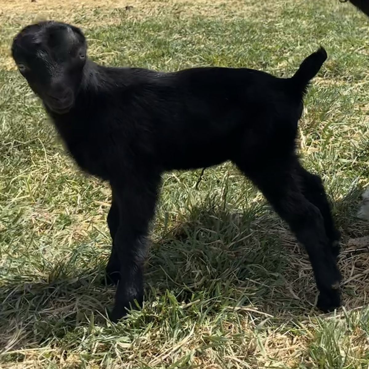 ADGA LaMancha Buckling or Wether