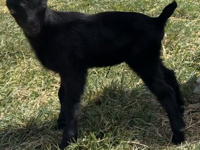 ADGA LaMancha Buckling or Wether