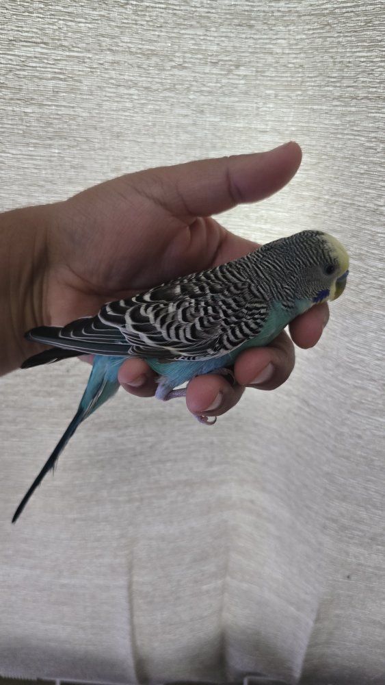 Main image 2