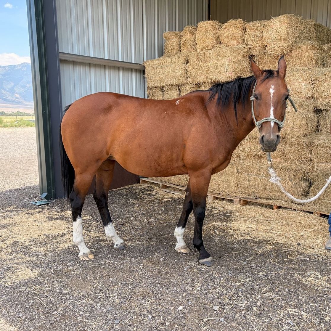 Horse for sale