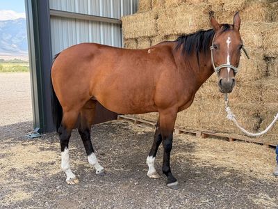 Horse for sale