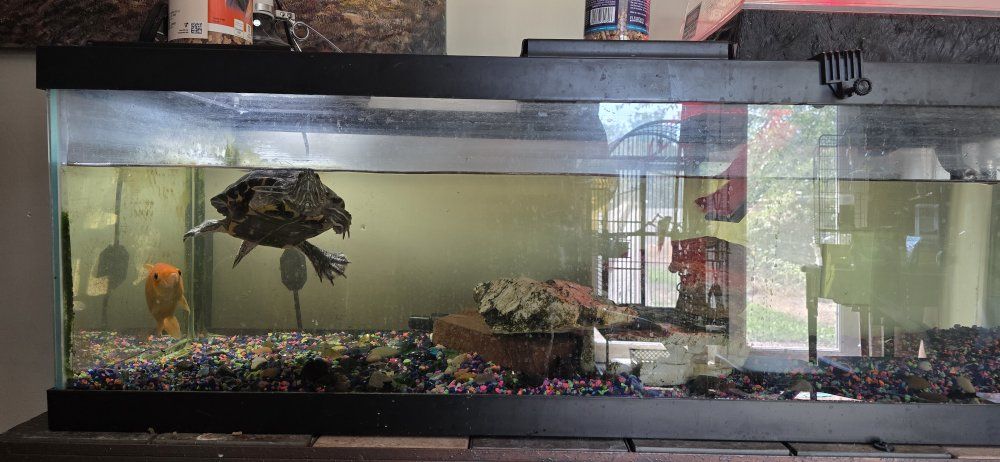 Red ear slider turtle with enclosure.