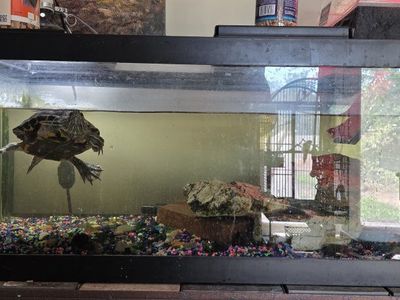 Red ear slider turtle with enclosure.