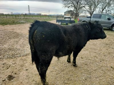 pure bred yearling bull for sale