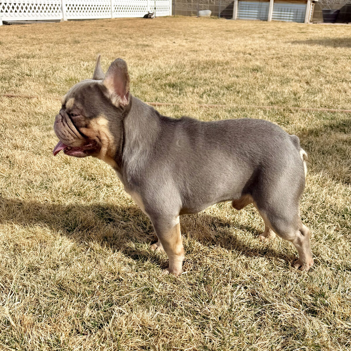 TINY French Bulldog w/Fluffy & Rojo STUD