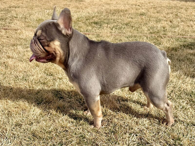 TINY French Bulldog w/Fluffy & Rojo STUD