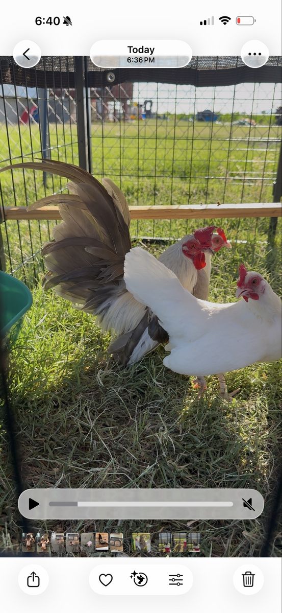 Fawn Silver Azteca Rooster